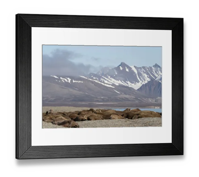 Framed Print : Norway, Svalbard. Walrus pod sleeping. ©Don Grall / Jaynes Gallery / DanitaDelimont.com Framed Print : Norway, Svalbard. Walrus pod sleeping. ©Don Grall / Jaynes Gallery / DanitaDelimont.com