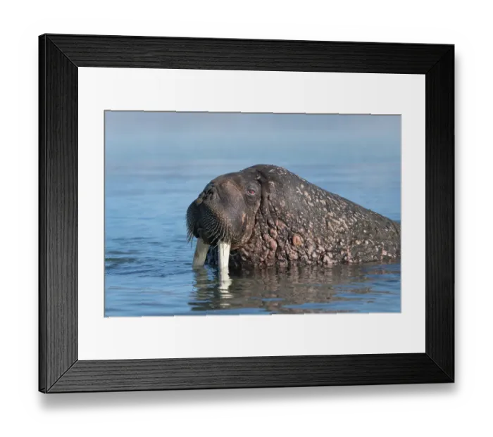 Framed Print : Norway, Svalbard. Close-up of male walrus in ocean. ©Don Grall / Jaynes Gallery / DanitaDelimont.com Framed Print : Norway, Svalbard. Close-up of male walrus in ocean. ©Don Grall / Jaynes Gallery / DanitaDelimont.com