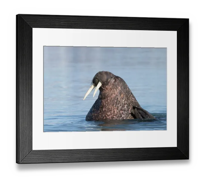 Framed Print : Norway, Svalbard. Close-up of male walrus in ocean. ©Don Grall  /  Jaynes Gallery  /  DanitaDelimont.com
