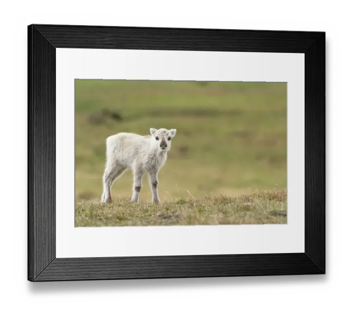 Framed Print : Norway, Svalbard. Close-up of reindeer calf. ©Don Grall  /  Jaynes Gallery  /  DanitaDelimont.com
