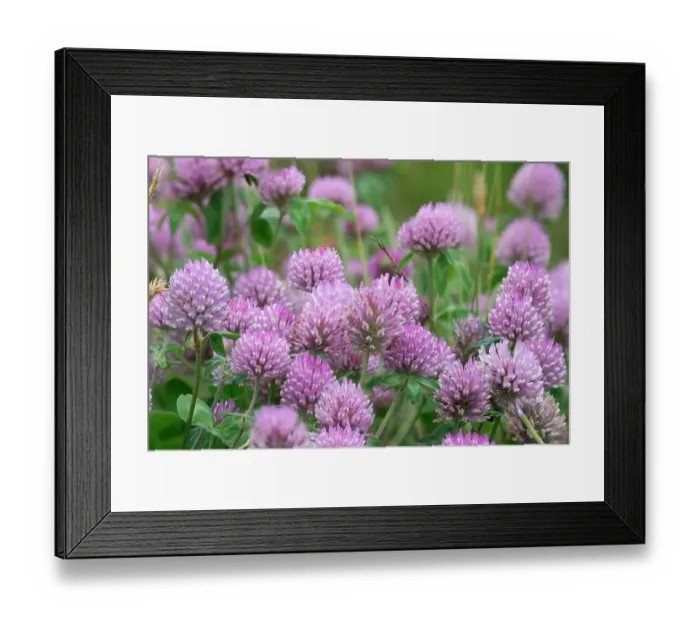 Framed Print : Norway, Svalbard. Red clover in bloom. ©Don Grall  /  Jaynes Gallery  /  DanitaDelimont.com