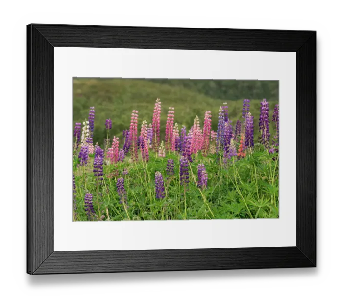 Framed Print : Norway, Svalbard. Close-up of large-leaved lupine flowers. ©Don Grall / Jaynes Gallery / DanitaDelimont.com Framed Print : Norway, Svalbard. Close-up of large-leaved lupine flowers. ©Don Grall / Jaynes Gallery / DanitaDelimont.com