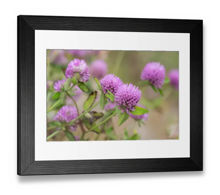 Framed Print : Norway, Svalbard. Red clover in bloom. ©Don Grall / Jaynes Gallery / DanitaDelimont.com Framed Print : Norway, Svalbard. Red clover in bloom. ©Don Grall / Jaynes Gallery / DanitaDelimont.com