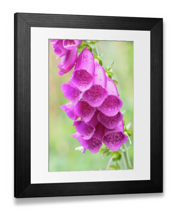 Framed Print : Norway, Svalbard. Purple foxglove flowers close-up. ©Don Grall / Jaynes Gallery / DanitaDelimont.com Framed Print : Norway, Svalbard. Purple foxglove flowers close-up. ©Don Grall / Jaynes Gallery / DanitaDelimont.com