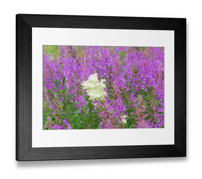 Framed Print : Norway, Svalbard. Close-up of meadowsweet and pink fireweed flowers. ©Don Grall / Jaynes Gallery / DanitaDelimont.com Framed Print : Norway, Svalbard. Close-up of meadowsweet and pink fireweed flowers. ©Don Grall / Jaynes Gallery / DanitaDelimont.com