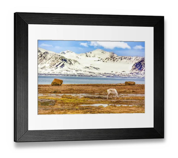 Framed Print : Arctic Ocean, Svalbard Islands, Norway. Landscape view of icy mountain island and drift ice in the ocean water with grazing Svalbard Reindeer Framed Print : Arctic Ocean, Svalbard Islands, Norway. Landscape view of icy mountain island and drift ice in the ocean water with grazing Svalbard Reindeer