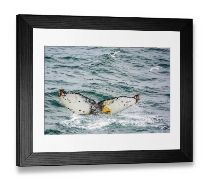 Framed Print : Arctic Ocean, Svalbard Islands, Norway. Portrait of humpback whale at the surface of the Arctic Ocean in the Svalbard Archipelago Framed Print : Arctic Ocean, Svalbard Islands, Norway. Portrait of humpback whale at the surface of the Arctic Ocean in the Svalbard Archipelago