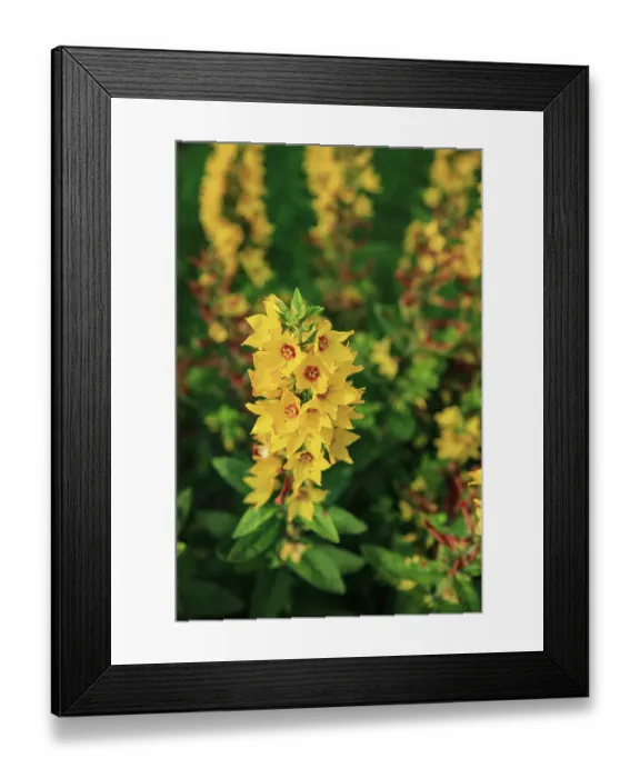 Framed Print : Skjolden Norway. Norwegian Fjords, yellow edelweiss flowers and green foliage