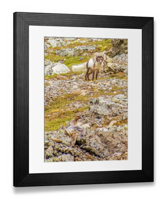 Framed Print : Rocky coast, Arctic Ocean, Svalbard Islands. Portrait of mother Arctic Goose guarding her nest and eggs from an Arctic Fox hunting for food Framed Print : Rocky coast, Arctic Ocean, Svalbard Islands. Portrait of mother Arctic Goose guarding her nest and eggs from an Arctic Fox hunting for food