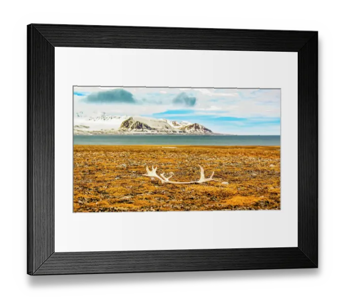 Framed Print : Arctic Ocean, Svalbard Islands, Norway. Landscape view of molted reindeer antlers laying on the barren shore on an island in the ocean Framed Print : Arctic Ocean, Svalbard Islands, Norway. Landscape view of molted reindeer antlers laying on the barren shore on an island in the ocean