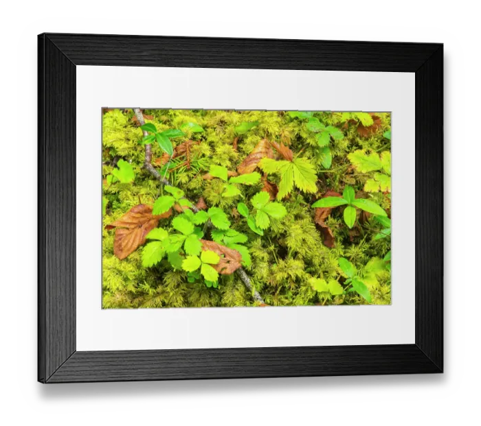 Framed Print : Slovenia, Triglav National Park. Close-up of vegetation on forest floor. ©Cathy & Gordon Illg / Jaynes Gallery / DanitaDelimont.com Framed Print : Slovenia, Triglav National Park. Close-up of vegetation on forest floor. ©Cathy & Gordon Illg / Jaynes Gallery / DanitaDelimont.com