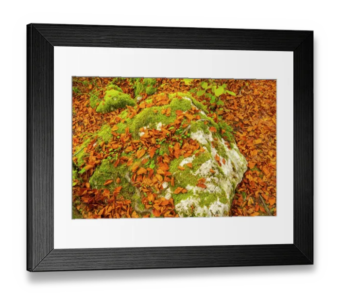 Framed Print : Slovenia, Triglav National Park. Close-up of fallen autumn leaves and moss rock on forest floor. ©Cathy & Gordon Illg / Jaynes Gallery / DanitaDelimont.com Framed Print : Slovenia, Triglav National Park. Close-up of fallen autumn leaves and moss rock on forest floor. ©Cathy & Gordon Illg / Jaynes Gallery / DanitaDelimont.com