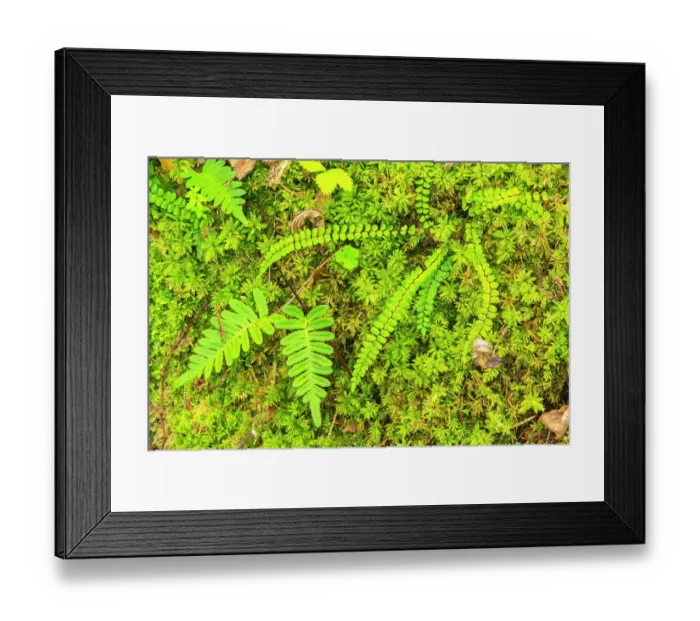 Framed Print : Slovenia, Soca River Valley, Triglav National Park. Close-up of ferns. ©Cathy & Gordon Illg  /  Jaynes Gallery  /  DanitaDelimont.com