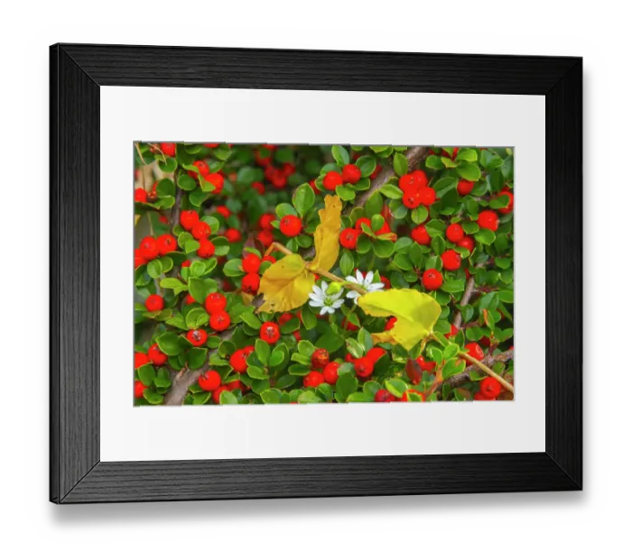 Framed Print : Slovenia, Soca River Valley, Triglav National Park. Close-up of red berries and flowers. ©Cathy & Gordon Illg / Jaynes Gallery / DanitaDelimont.com Framed Print : Slovenia, Soca River Valley, Triglav National Park. Close-up of red berries and flowers. ©Cathy & Gordon Illg / Jaynes Gallery / DanitaDelimont.com