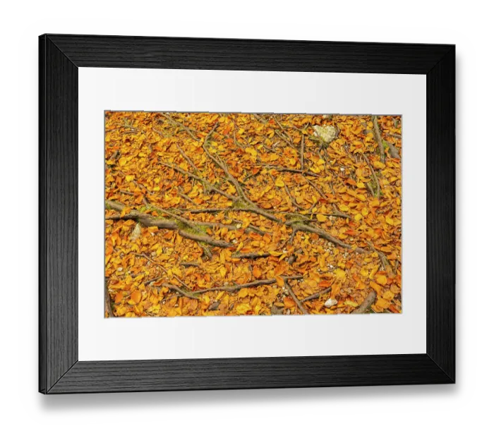 Framed Print : Slovenia, Triglav National Park. Close-up of fallen autumn leaves and tree roots. ©Cathy & Gordon Illg  /  Jaynes Gallery  /  DanitaDelimont.com