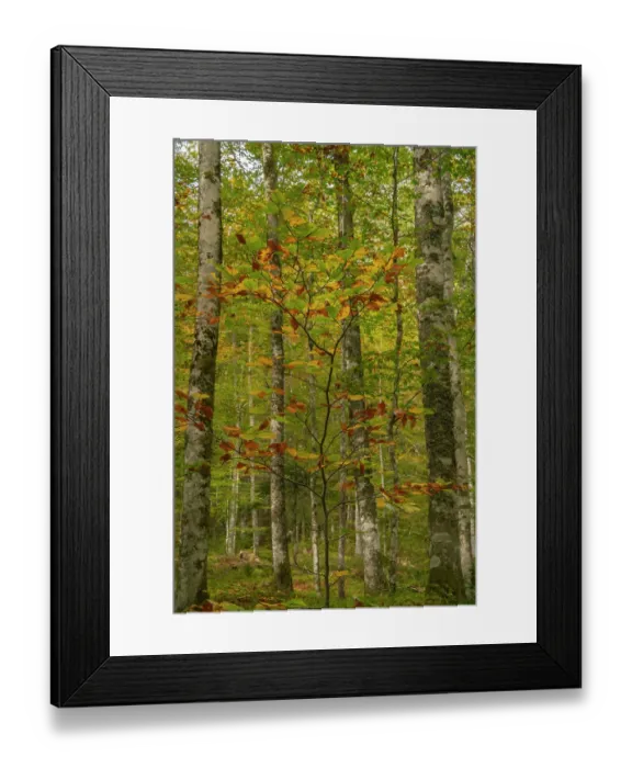 Framed Print : Slovenia, Triglav National Park. Forest in autumn. ©Cathy & Gordon Illg / Jaynes Gallery / DanitaDelimont.com Framed Print : Slovenia, Triglav National Park. Forest in autumn. ©Cathy & Gordon Illg / Jaynes Gallery / DanitaDelimont.com