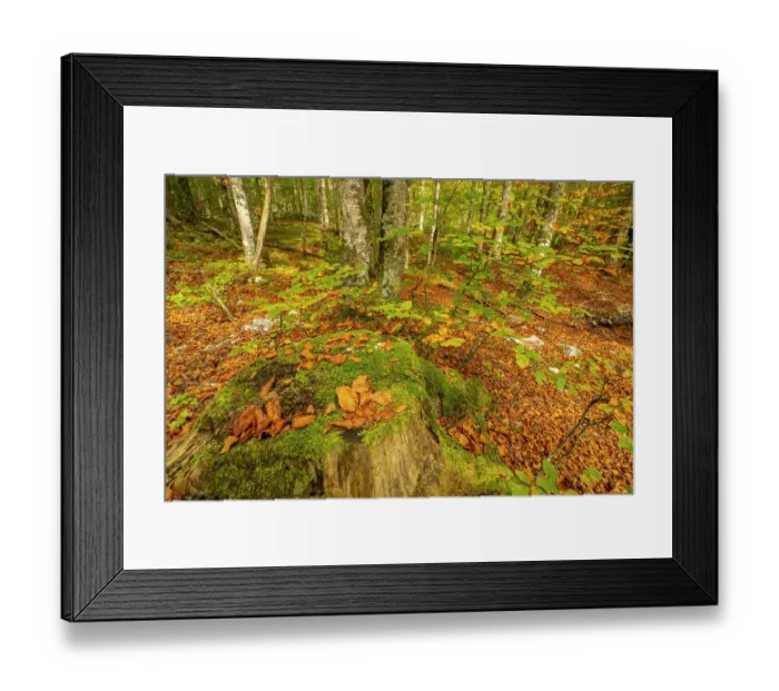 Framed Print : Slovenia, Triglav National Park, Vrata Valley. Fallen autumn leaves in forest. ©Cathy & Gordon Illg / Jaynes Gallery / DanitaDelimont.com Framed Print : Slovenia, Triglav National Park, Vrata Valley. Fallen autumn leaves in forest. ©Cathy & Gordon Illg / Jaynes Gallery / DanitaDelimont.com