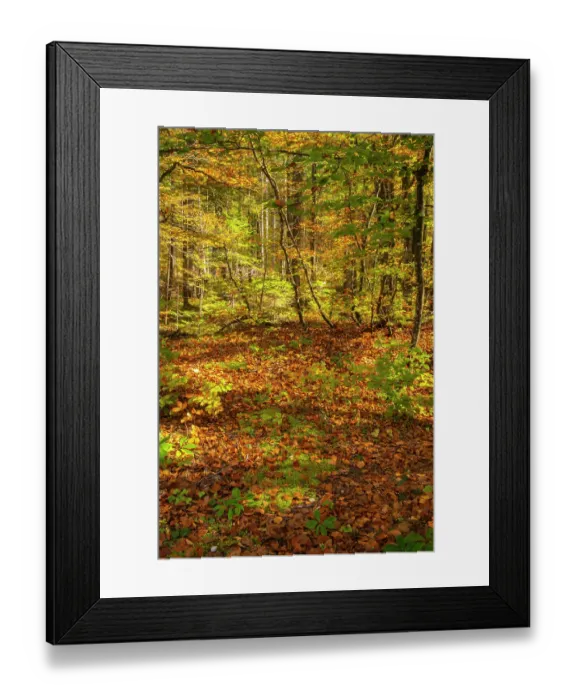 Framed Print : Slovenia, Triglav National Park. Forest in autumn. ©Cathy & Gordon Illg  /  Jaynes Gallery  /  DanitaDelimont.com