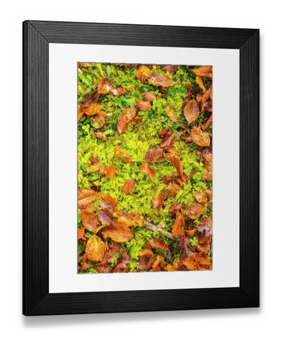 Framed Print : Slovenia, Triglav National Park. Close-up of fallen autumn leaves on ground. ©Cathy & Gordon Illg / Jaynes Gallery / DanitaDelimont.com Framed Print : Slovenia, Triglav National Park. Close-up of fallen autumn leaves on ground. ©Cathy & Gordon Illg / Jaynes Gallery / DanitaDelimont.com