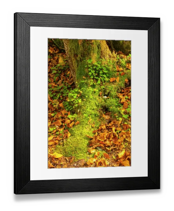 Framed Print : Slovenia, Triglav National Park. Close-up of fallen autumn leaves on ground. ©Cathy & Gordon Illg / Jaynes Gallery / DanitaDelimont.com Framed Print : Slovenia, Triglav National Park. Close-up of fallen autumn leaves on ground. ©Cathy & Gordon Illg / Jaynes Gallery / DanitaDelimont.com