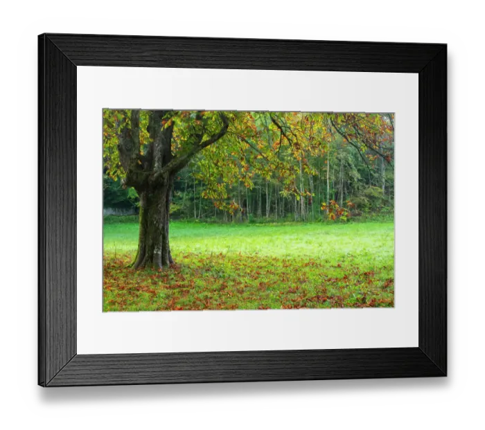 Framed Print : Slovenia, Bled. Fall color in tree foliage. ©Cathy & Gordon Illg / Jaynes Gallery / DanitaDelimont.com Framed Print : Slovenia, Bled. Fall color in tree foliage. ©Cathy & Gordon Illg / Jaynes Gallery / DanitaDelimont.com