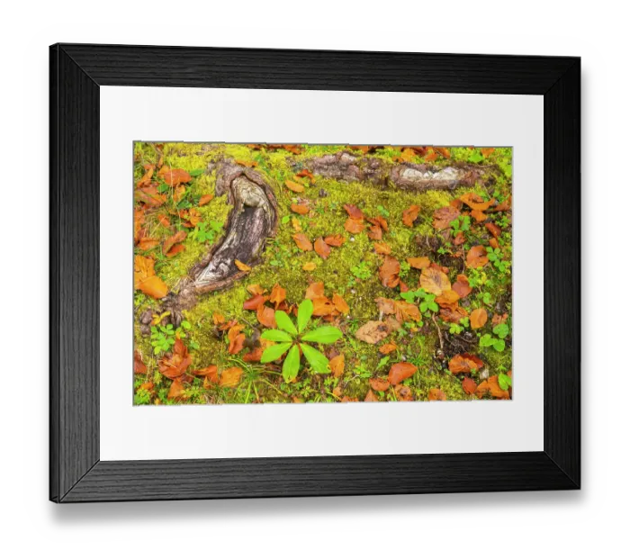 Framed Print : Slovenia, Triglav National Park. Close-up of fallen autumn leaves on ground. ©Cathy & Gordon Illg  /  Jaynes Gallery  /  DanitaDelimont.com
