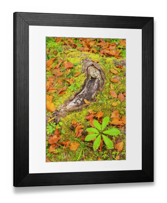 Framed Print : Slovenia, Triglav National Park. Close-up of fallen autumn leaves on ground. ©Cathy & Gordon Illg  /  Jaynes Gallery  /  DanitaDelimont.com