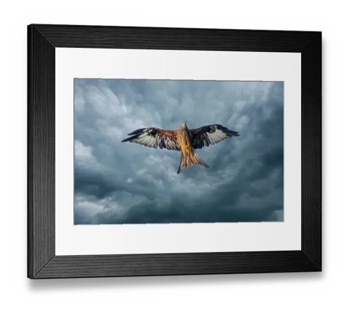 Framed Print : United Kingdom, Wales. Red kite bird in flight. ©Jim Zuckerman / Jaynes Gallery / DanitaDelimont.com Framed Print : United Kingdom, Wales. Red kite bird in flight. ©Jim Zuckerman / Jaynes Gallery / DanitaDelimont.com