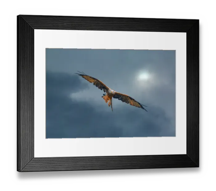 Framed Print : United Kingdom, Wales. Red kite bird in flight. ©Jim Zuckerman / Jaynes Gallery / DanitaDelimont.com Framed Print : United Kingdom, Wales. Red kite bird in flight. ©Jim Zuckerman / Jaynes Gallery / DanitaDelimont.com