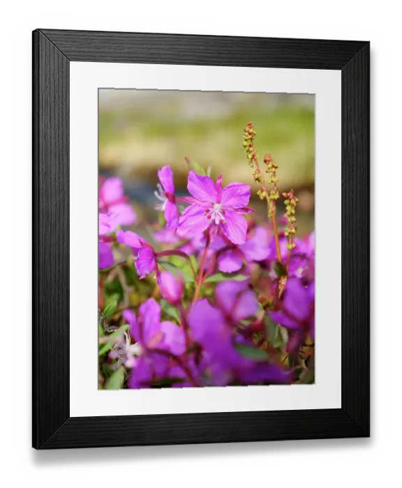 Framed Print : Dwarf fireweed, local name Niviarsiaq, the national flower of Greenland. Drygalski Peninsula in the Uummannaq Fjord System in the northwest of Greenland, Danish Territory. (Editorial Use Only)