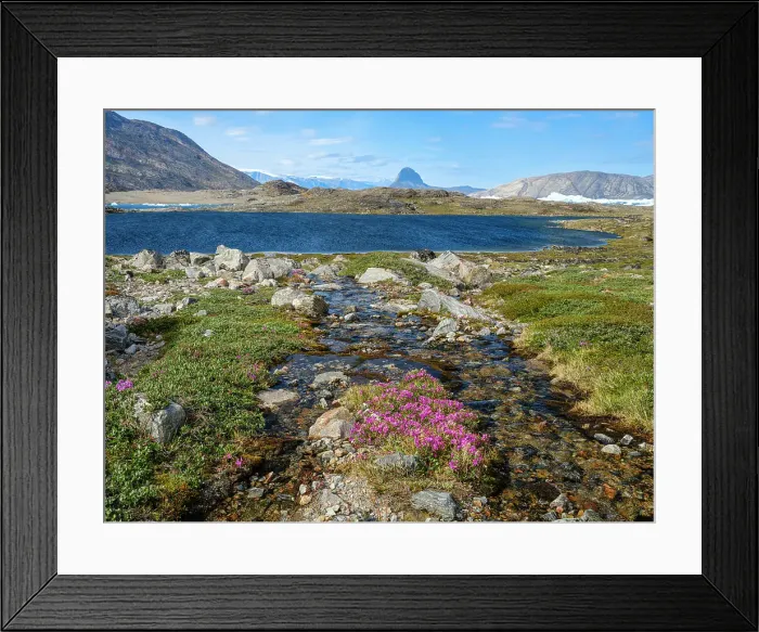 Framed Print : Dwarf fireweed, local name Niviarsiaq, the national flower of Greenland. Drygalski Peninsula in the Uummannaq Fjord System in the northwest of Greenland, Danish Territory. (Editorial Use Only)