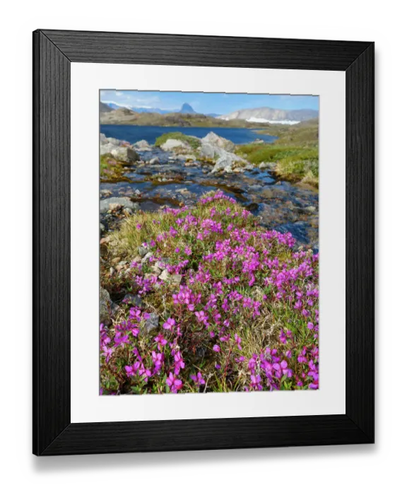 Framed Print : Dwarf fireweed, local name Niviarsiaq, the national flower of Greenland. Drygalski Peninsula in the Uummannaq Fjord System in the northwest of Greenland, Danish Territory. (Editorial Use Only) Framed Print : Dwarf fireweed, local name Niviarsiaq, the national flower of Greenland. Drygalski Peninsula in the Uummannaq Fjord System in the northwest of Greenland, Danish Territory. (Editorial Use Only)
