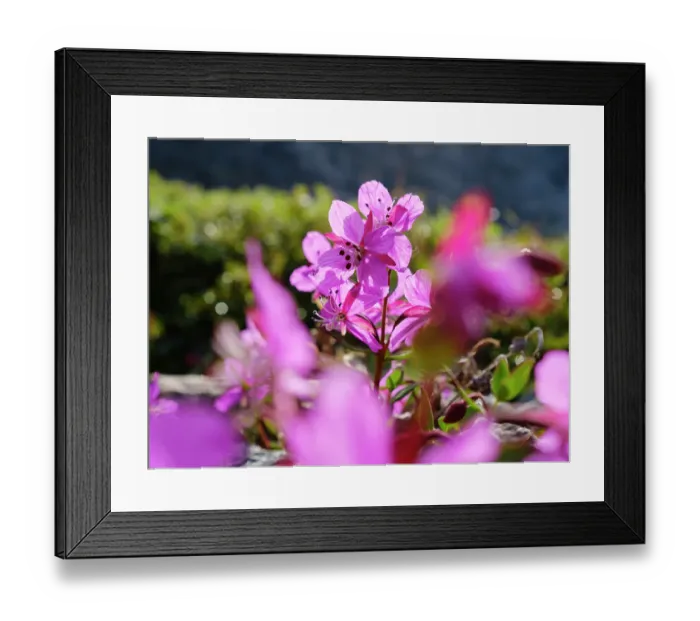 Framed Print : Dwarf fireweed or river beauty willowherb, local name Niviarsiaq, the national flower of Greenland. Drygalski Peninsula in the Uummannaq Fjord System