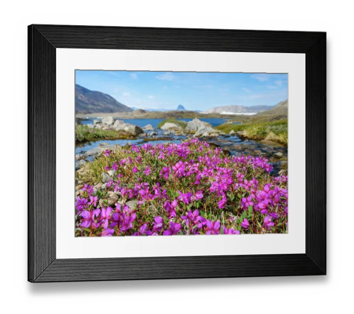 Framed Print : Dwarf fireweed or river beauty willowherb, local name Niviarsiaq, the national flower of Greenland. Drygalski Peninsula in the Uummannaq Fjord System