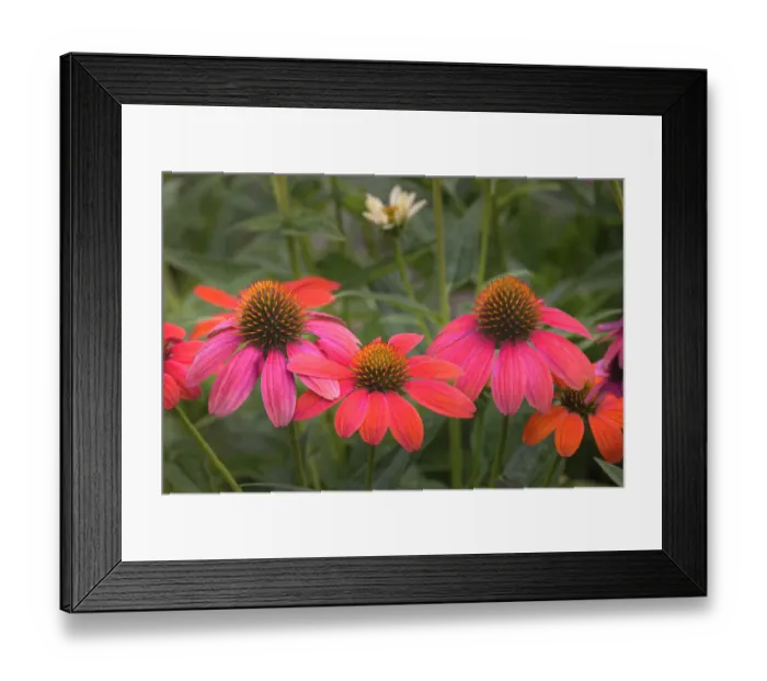 Framed Print : Cone flowers in garden Framed Print : Cone flowers in garden