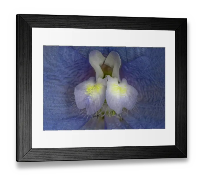 Framed Print : Close-up of blue delphinium flower petals
