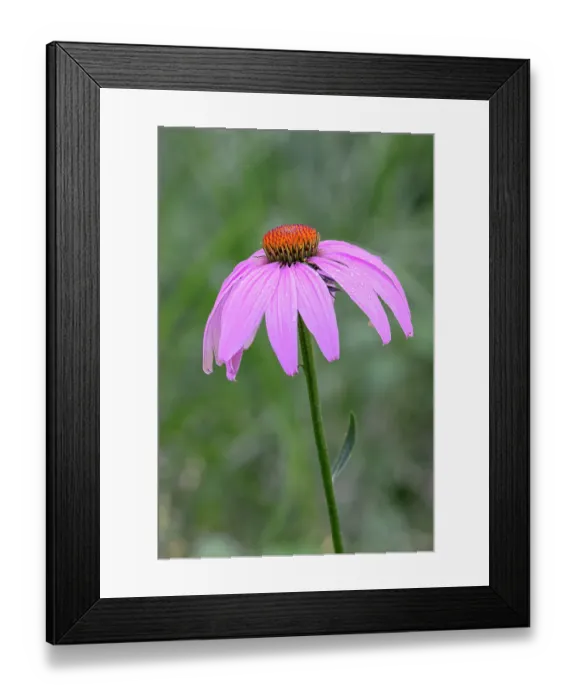 Framed Print : Purple cone flower, Echinacea Framed Print : Purple cone flower, Echinacea