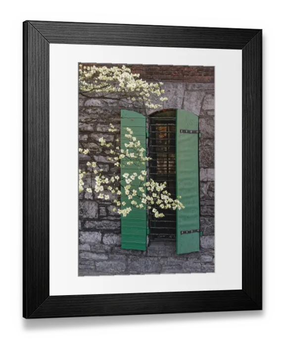 Framed Print : Flowering dogwood tree in front of a stone building with green shutters Framed Print : Flowering dogwood tree in front of a stone building with green shutters