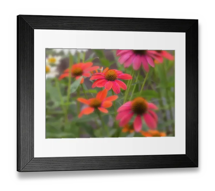 Framed Print : Cone flowers in garden Framed Print : Cone flowers in garden