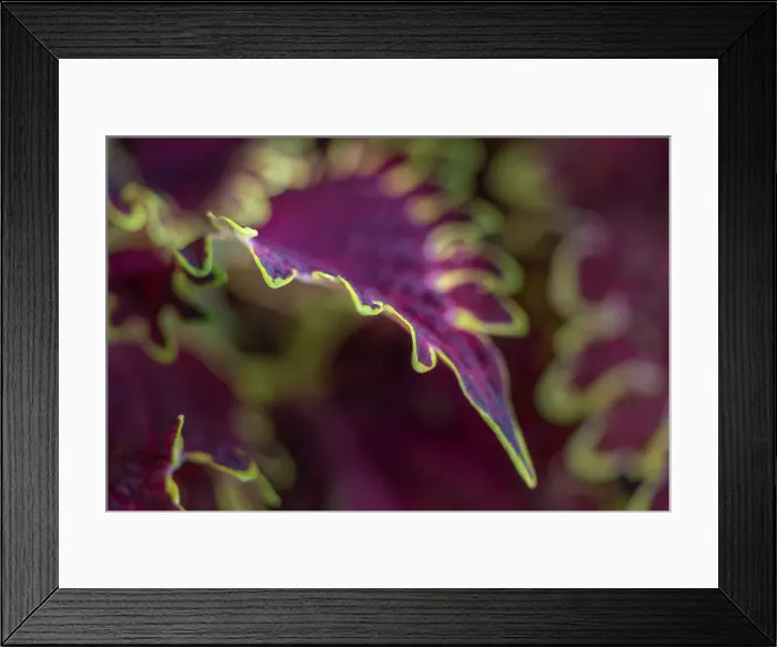 Framed Print : Coleus plant closeup Framed Print : Coleus plant closeup