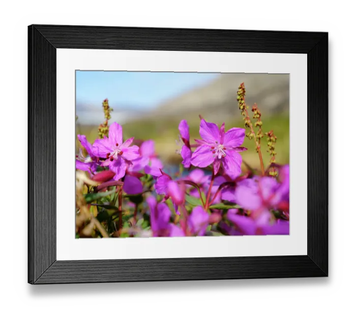 Framed Print : Dwarf fireweed or river beauty willowherb, local name Niviarsiaq, the national flower of Greenland. Drygalski Peninsula in the Uummannaq Fjord System