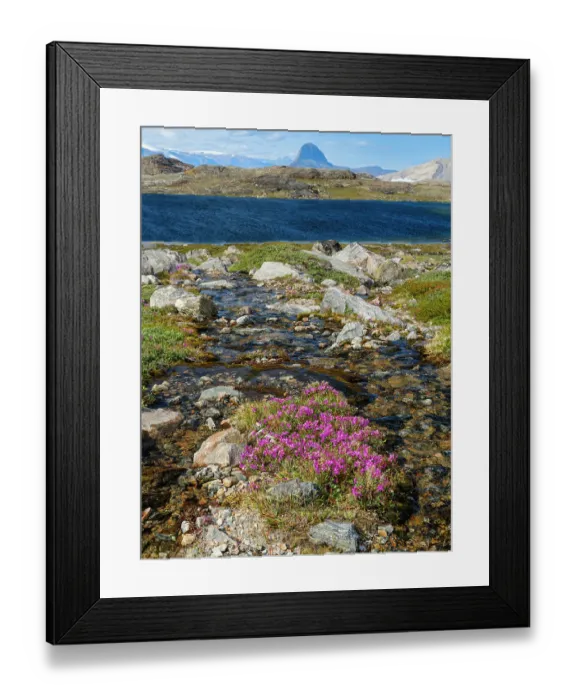 Framed Print : Dwarf fireweed or river beauty willowherb, local name Niviarsiaq, the national flower of Greenland. Drygalski Peninsula in the Uummannaq Fjord System