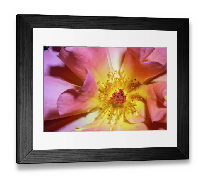 Framed Print : Orange, pink, yellow rose Framed Print : Orange, pink, yellow rose