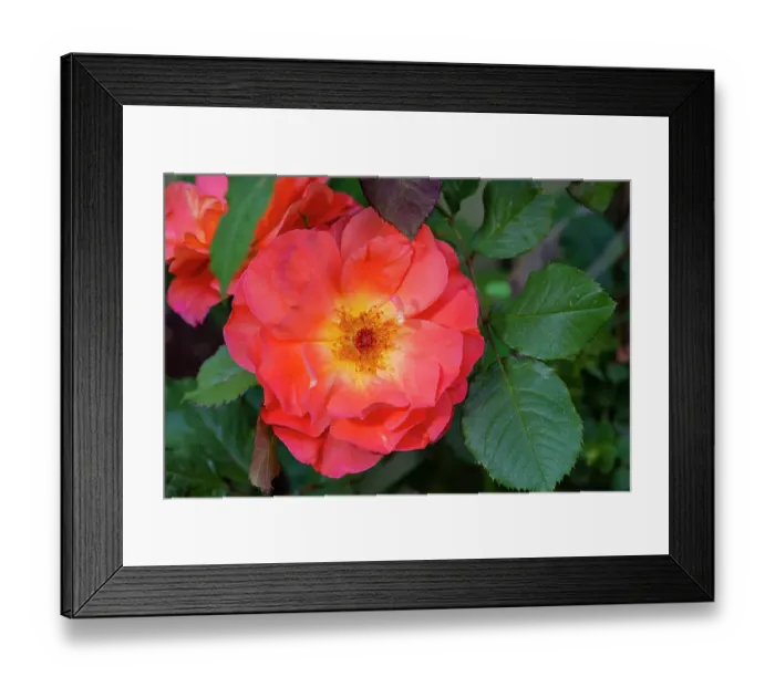 Framed Print : Orange, pink, yellow rose Framed Print : Orange, pink, yellow rose