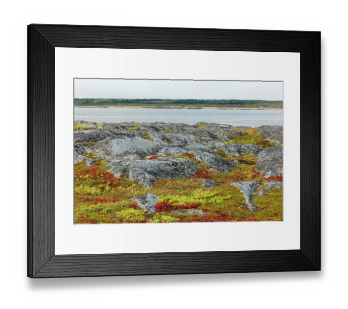 Framed Print : Autumn arctic tundra and the Churchill River in northern Manitoba Framed Print : Autumn arctic tundra and the Churchill River in northern Manitoba