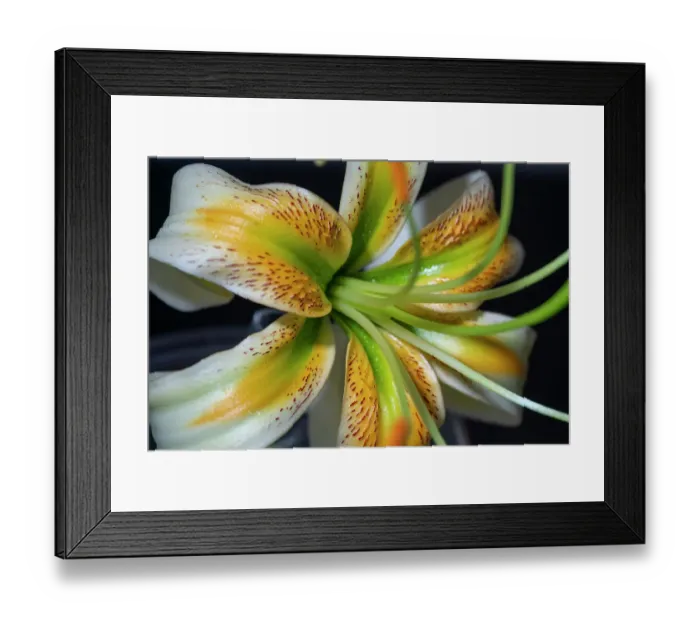 Framed Print : Henry's lily Framed Print : Henry's lily