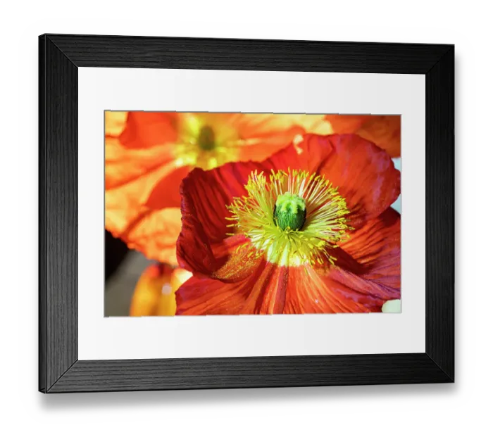 Framed Print : Iceland poppy Framed Print : Iceland poppy