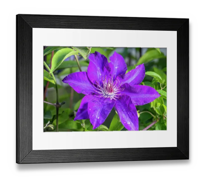 Framed Print : Clematis Framed Print : Clematis