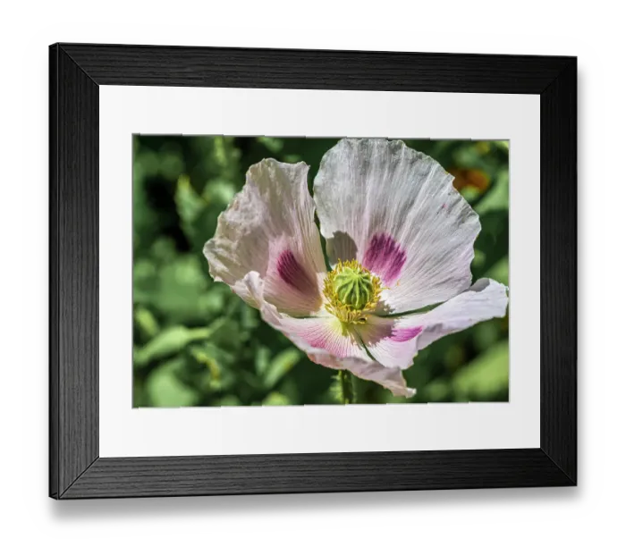 Framed Print : Opium poppy