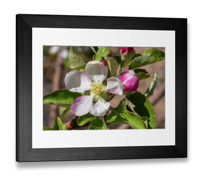Framed Print : Apple bloom Framed Print : Apple bloom